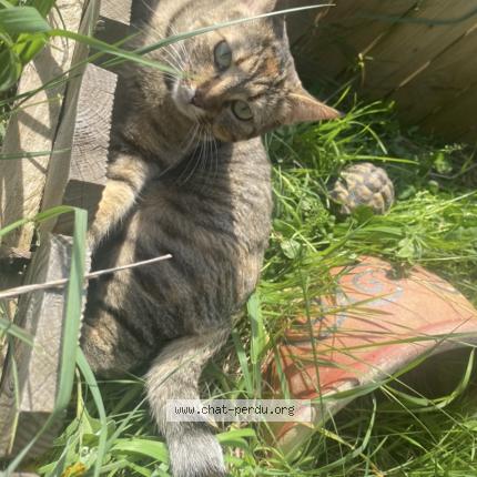 Photo 1/1 STONE Chat lost in Montfaucon