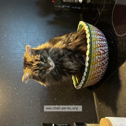 Photo 1/1 Thaïs Chat lost in St clar de riviere