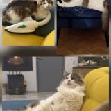 Picture of cat lost at Ste Livrade Sur Lot