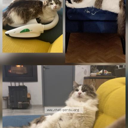 Photo 1/1 Pooki Chat lost in Ste livrade sur lot