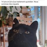 Picture of cat lost at Marseille