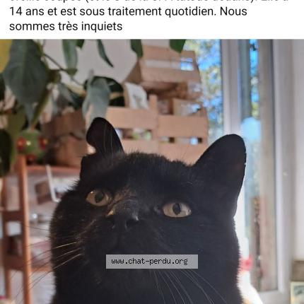 Photo 1/1 Lilith Chat lost in Marseille