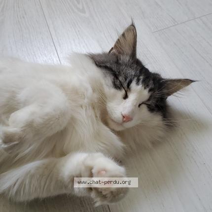 Photo 1/1 Hopie Chat lost in Divonne les bains