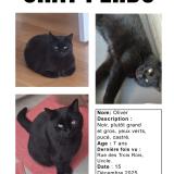 Picture of cat lost at Uccle