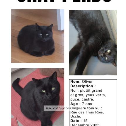 Photo 1/1 Oliver Chat lost in Uccle