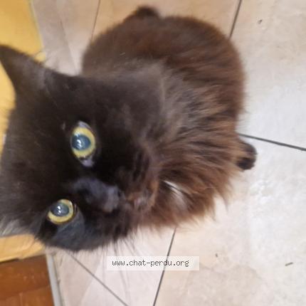 Photo 1/1 Blacky Chat lost in Perpignan