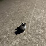 Picture of cat found at Beauzelle