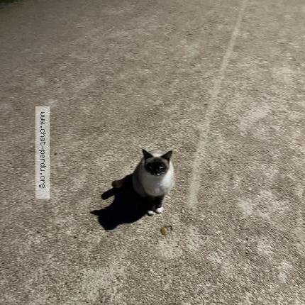 Photo 1/2 Found cat Found in Beauzelle