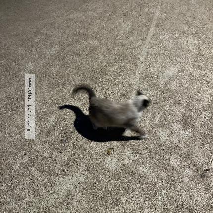 Photo 2/2 Found cat Found in Beauzelle