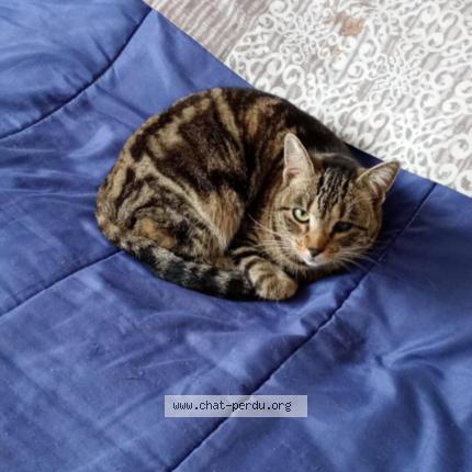 Photo 1/1 Pépita Chat lost in Roanne