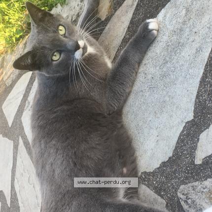 Photo 1/1 Outo Chat lost in Boutigny sur essonne