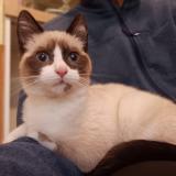 Picture of cat found at Miramas