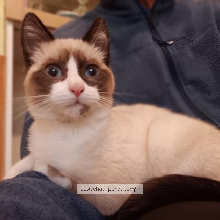 Photo 1/1 Found cat Found in Miramas