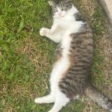 Picture of cat lost at Bourg Charente