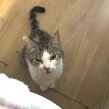 Picture of cat lost at Taize Aizie