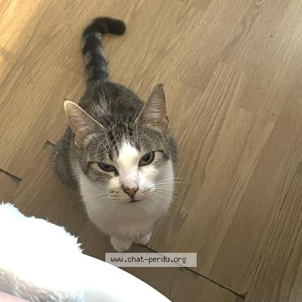 Photo 1/1 India Chat lost in Taize aizie