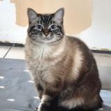 Picture of cat lost at Nantes