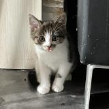 Picture of cat lost at Taize Aizie