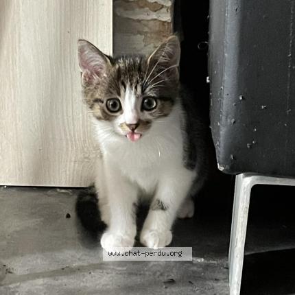 Photo 1/1 Blanchette Chat lost in Taize aizie