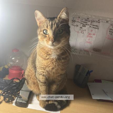 Photo 1/2 Looping Chat lost in Bihorel