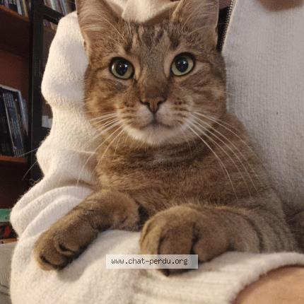 Photo 2/2 Looping Chat lost in Bihorel