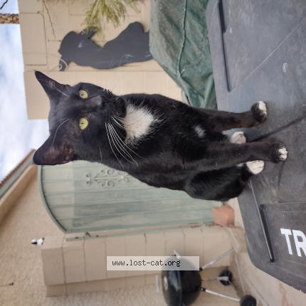 Photo 1/1 Baz Cat lost in Las Vegas