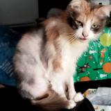 Picture of cat lost at Corneuil