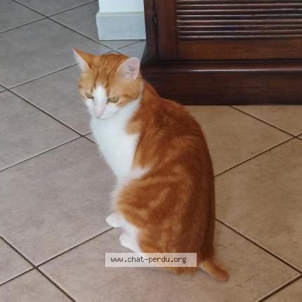 Photo 1/1 Diaval Chat lost in Saint jean de monts