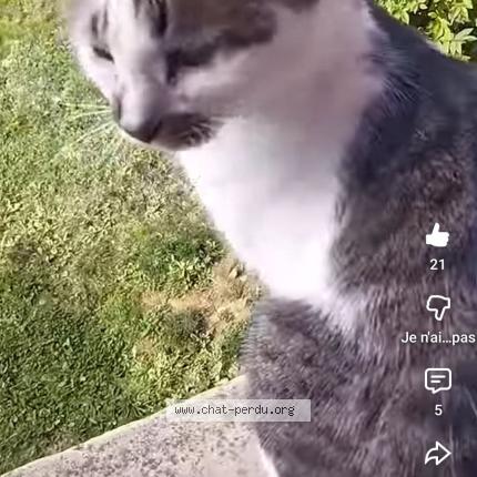 Photo 1/1 Sylvie Baert Chat lost in Roybon