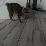 Picture of cat lost at Brandon