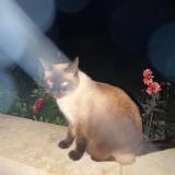 Picture of cat lost at Saint Cirq Madel