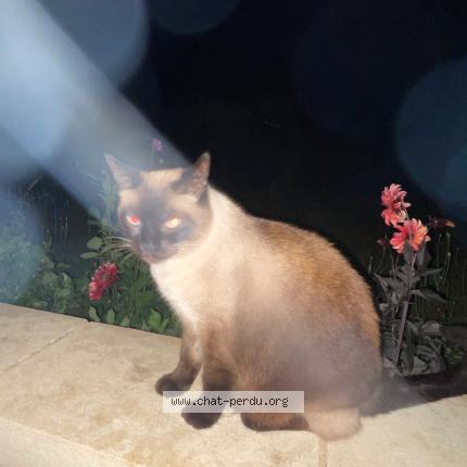 Photo 1/1 Chipette Chat lost in Saint cirq madel