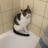 Picture of cat lost at Collonge Bellerive