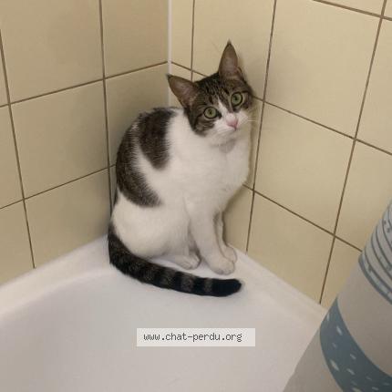 Photo 1/1 Coquillette Chat lost in Collonge bellerive