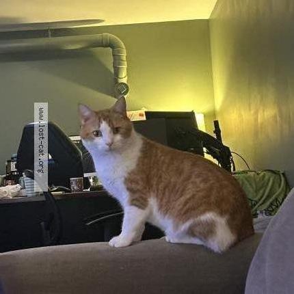Photo 1/2 Reunited cat Lost in Mariatta