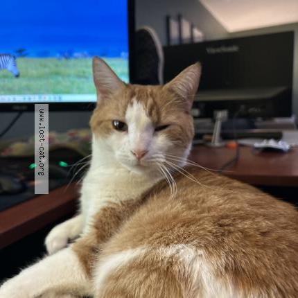 Photo 2/2 Reunited cat Lost in Mariatta
