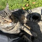 Picture of cat lost at Agen