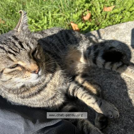 Photo 1/1 Pablo Chat lost in Agen