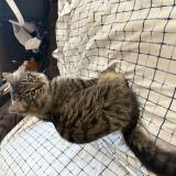 Picture of cat found at Wasilla