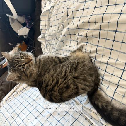 Photo 1/1 Found cat Found in Wasilla