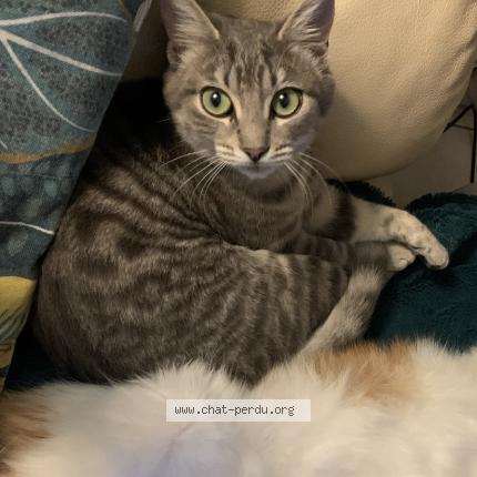 Photo 1/1 Mizou Chat lost in Montesquieu volvestre