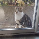 Picture of cat found at Epargnes