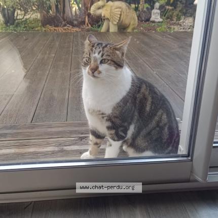 Photo 1/1 Found cat Found in Epargnes