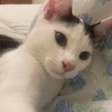 Picture of cat lost at Bremen