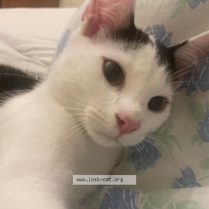 Photo 1/1 Coco Chat lost in Bremen