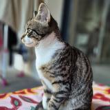 Picture of cat lost at Aix Les Bains