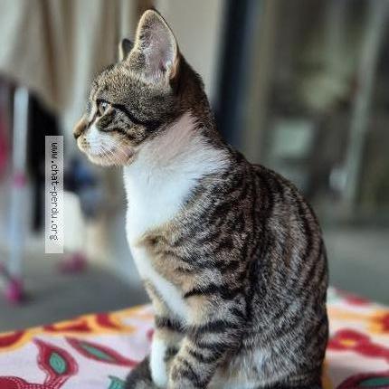 Photo 1/2 Noisette Chat lost in Aix les bains