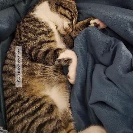 Photo 2/2 Noisette Chat lost in Aix les bains