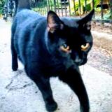 Picture of cat lost at Montreal