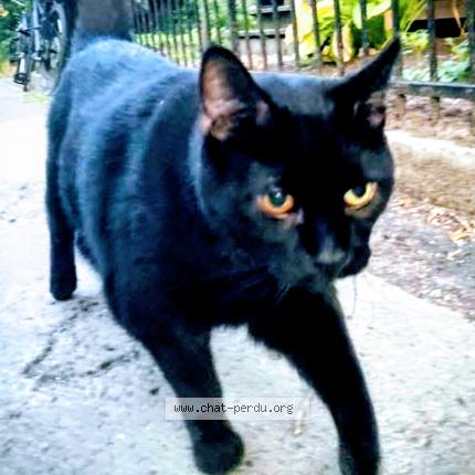 Photo 1/1 Roby Chat lost in Montreal